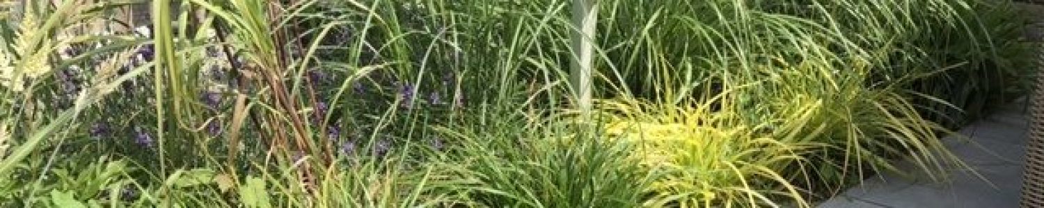 beplanting_onderhoud beplanting_onderhoud