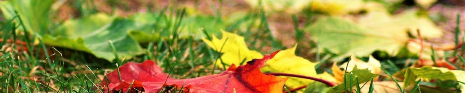 herfstblad_grond herfstblad_grond